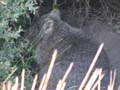 Wombat